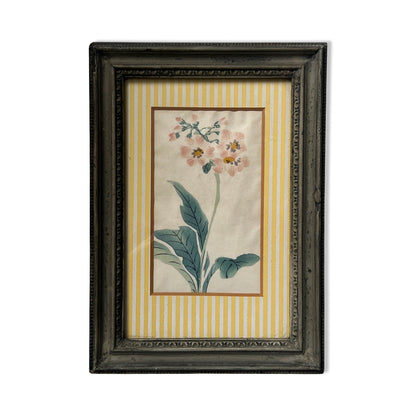 1950s British Botanical Paintings Framed by Alfred Hecht (Set of Four)